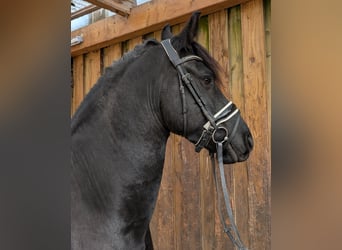 Fries paard, Ruin, 5 Jaar, 160 cm, Zwart