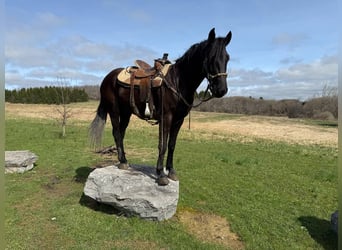 Fries paard, Ruin, 5 Jaar, 160 cm, Zwart