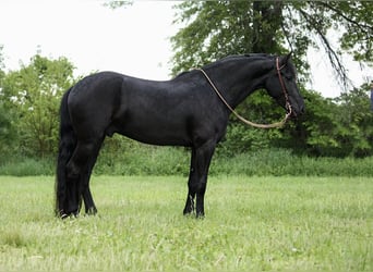 Fries paard, Ruin, 5 Jaar, 160 cm, Zwart