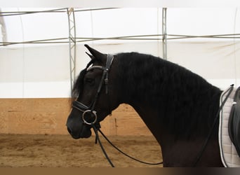 Fries paard Mix, Ruin, 5 Jaar, 160 cm, Zwart