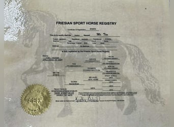 Fries paard, Ruin, 5 Jaar, 160 cm, Zwart