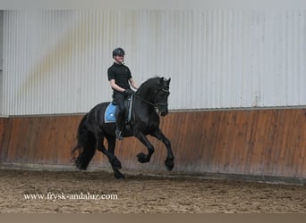 Fries paard, Ruin, 5 Jaar, 161 cm, Zwart