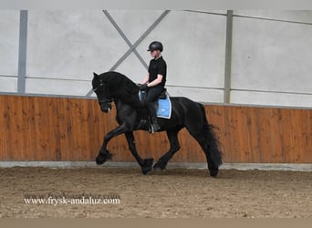 Fries paard, Ruin, 5 Jaar, 161 cm, Zwart