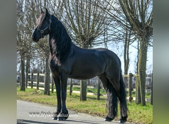 Fries paard, Ruin, 5 Jaar, 161 cm, Zwart