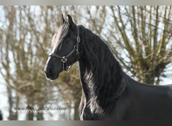 Fries paard, Ruin, 5 Jaar, 161 cm, Zwart