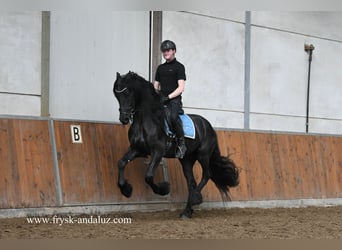 Fries paard, Ruin, 5 Jaar, 161 cm, Zwart