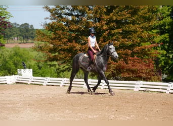 Fries paard Mix, Ruin, 5 Jaar, 163 cm, Appelschimmel