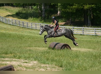 Fries paard Mix, Ruin, 5 Jaar, 163 cm, Appelschimmel