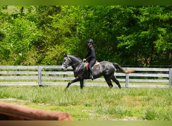 Fries paard Mix, Ruin, 5 Jaar, 163 cm, Appelschimmel