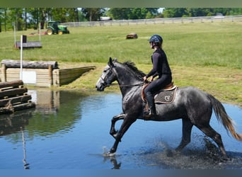 Fries paard Mix, Ruin, 5 Jaar, 163 cm, Appelschimmel