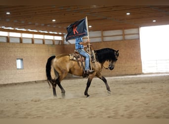 Fries paard Mix, Ruin, 5 Jaar, 163 cm, Buckskin