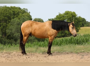 Fries paard Mix, Ruin, 5 Jaar, 163 cm, Buckskin