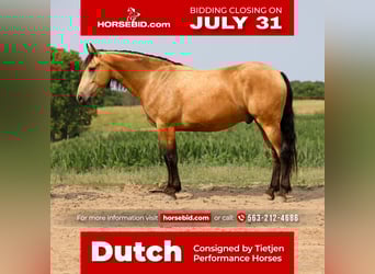 Fries paard Mix, Ruin, 5 Jaar, 163 cm, Buckskin