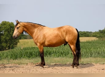 Fries paard Mix, Ruin, 5 Jaar, 163 cm, Buckskin