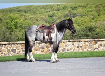 Fries paard Mix, Ruin, 5 Jaar, 163 cm, Roan-Blue
