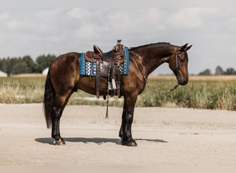 Fries paard, Ruin, 5 Jaar, 163 cm, Roodbruin