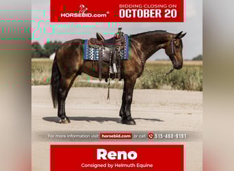 Fries paard, Ruin, 5 Jaar, 163 cm, Roodbruin