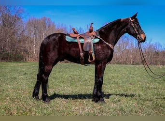 Fries paard Mix, Ruin, 5 Jaar, 163 cm, Roodbruin