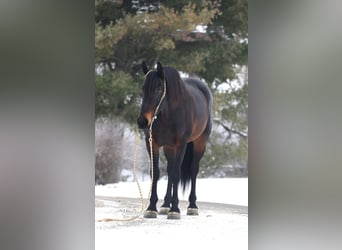 Fries paard Mix, Ruin, 5 Jaar, 163 cm, Roodbruin