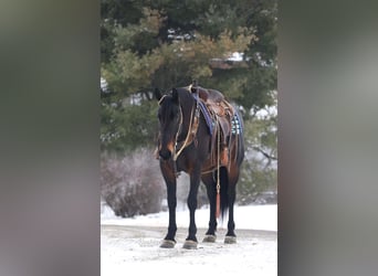 Fries paard Mix, Ruin, 5 Jaar, 163 cm, Roodbruin