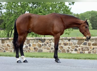 Fries paard Mix, Ruin, 5 Jaar, 163 cm, Roodbruin