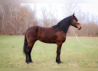 Fries paard, Ruin, 5 Jaar, 163 cm, Roodbruin