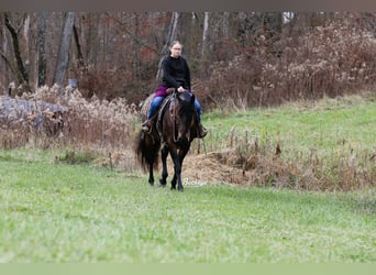 Fries paard Mix, Ruin, 5 Jaar, 163 cm, Roodbruin