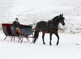 Fries paard Mix, Ruin, 5 Jaar, 163 cm, Roodbruin