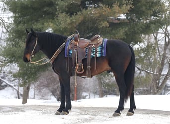 Fries paard Mix, Ruin, 5 Jaar, 163 cm, Roodbruin