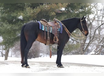 Fries paard Mix, Ruin, 5 Jaar, 163 cm, Roodbruin