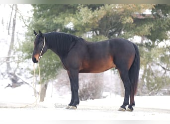 Fries paard Mix, Ruin, 5 Jaar, 163 cm, Roodbruin