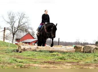 Fries paard Mix, Ruin, 5 Jaar, 163 cm, Roodbruin