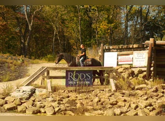 Fries paard, Ruin, 5 Jaar, 163 cm, Roodbruin