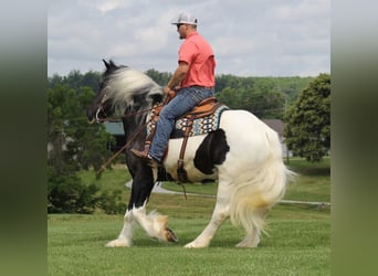 Fries paard, Ruin, 5 Jaar, 163 cm, Tobiano-alle-kleuren