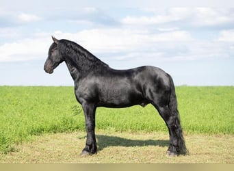 Fries paard, Ruin, 5 Jaar, 163 cm, Zwart