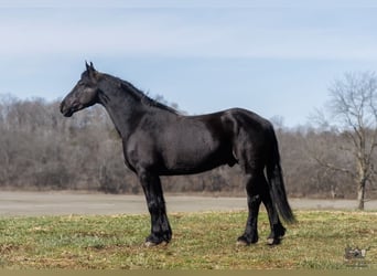 Fries paard Mix, Ruin, 5 Jaar, 163 cm, Zwart