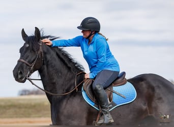 Fries paard Mix, Ruin, 5 Jaar, 163 cm, Zwart