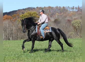 Fries paard, Ruin, 5 Jaar, 163 cm, Zwart