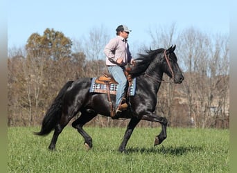 Fries paard, Ruin, 5 Jaar, 163 cm, Zwart