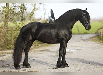 Fries paard, Ruin, 5 Jaar, 164 cm, Zwart