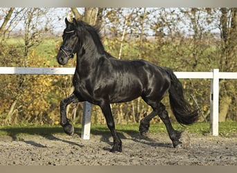 Fries paard, Ruin, 5 Jaar, 164 cm, Zwart