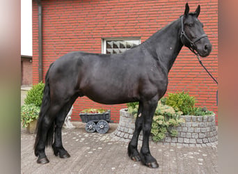 Fries paard Mix, Ruin, 5 Jaar, 164 cm, Zwart