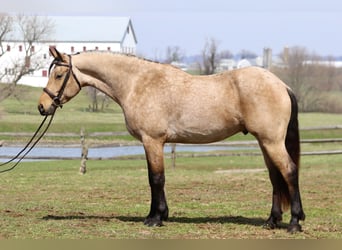 Fries paard Mix, Ruin, 5 Jaar, 165 cm, Buckskin