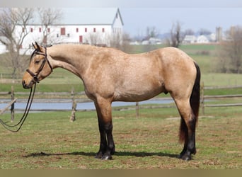 Fries paard Mix, Ruin, 5 Jaar, 165 cm, Buckskin