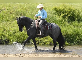 Fries paard, Ruin, 5 Jaar, 165 cm, Roan-Blue