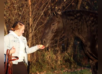 Fries paard Mix, Ruin, 5 Jaar, 165 cm, Zwart