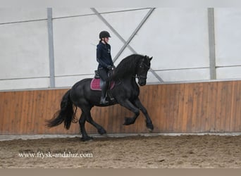 Fries paard, Ruin, 5 Jaar, 165 cm, Zwart