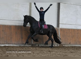 Fries paard, Ruin, 5 Jaar, 165 cm, Zwart