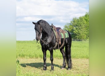 Fries paard, Ruin, 5 Jaar, 165 cm, Zwart