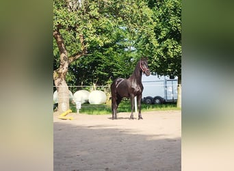 Fries paard, Ruin, 5 Jaar, 165 cm, Zwart